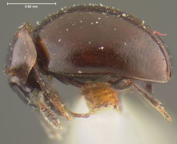 Media type: image;   Entomology 24034 Aspect: habitus lateral view